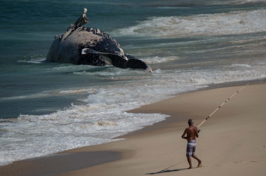 Penemuan bangkai paus sepanjang 40 kaki di pantai Rio de Janeiro