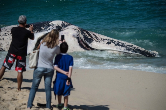 Penemuan bangkai paus sepanjang 40 kaki di pantai Rio de Janeiro