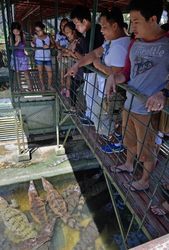 Mengunjungi pusat budidaya buaya air tawar di Filipina