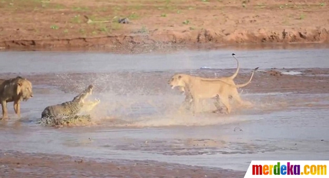 Foto : Ganasnya pertarungan singa vs buaya di belantara 