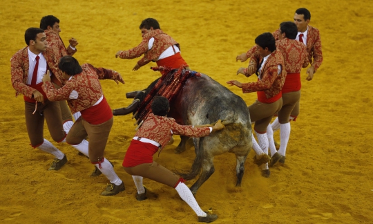 Pertarungan sengit 8 matador melawan banteng di Portugal