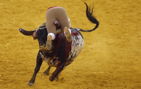 Pertarungan sengit 8 matador melawan banteng di Portugal