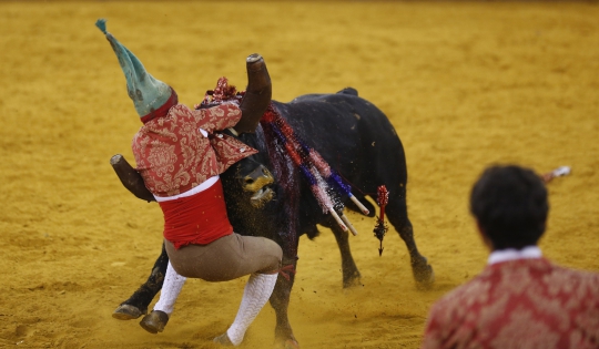 Pertarungan sengit 8 matador melawan banteng di Portugal