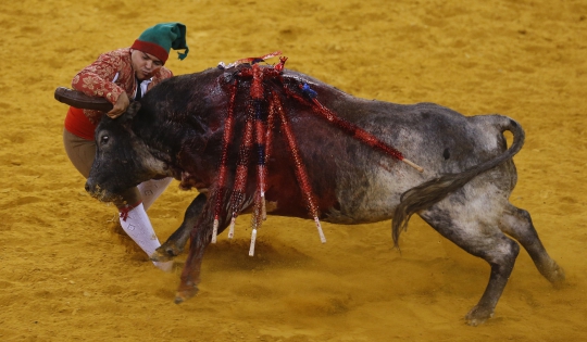 Pertarungan sengit 8 matador melawan banteng di Portugal