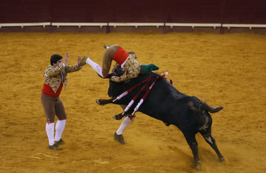 Pertarungan sengit 8 matador melawan banteng di Portugal