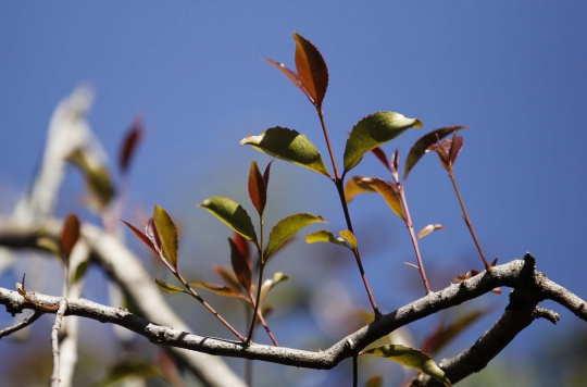 Khat, 'bunga surga' di Somalia