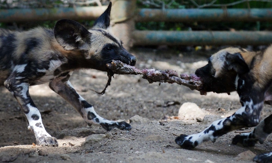 Foto Menengok Kehidupan Anjing Liar Afrika Merdeka Com