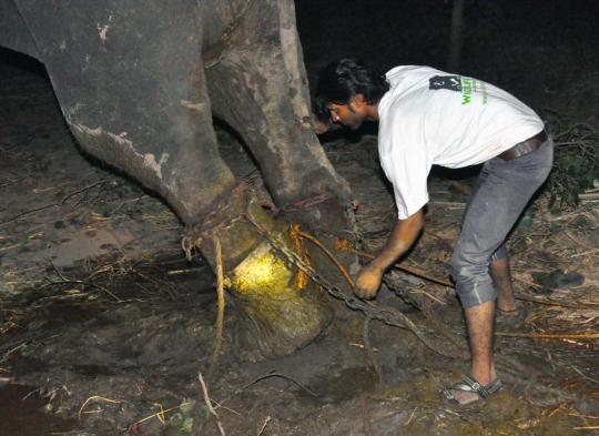 Kisah duka Raju, gajah India dipasung majikan selama 50 tahun