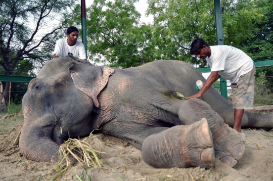 Kisah duka Raju, gajah India dipasung majikan selama 50 tahun