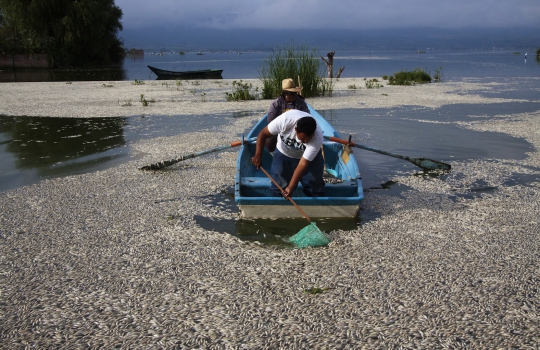Jutaan ekor ikan mati di Meksiko