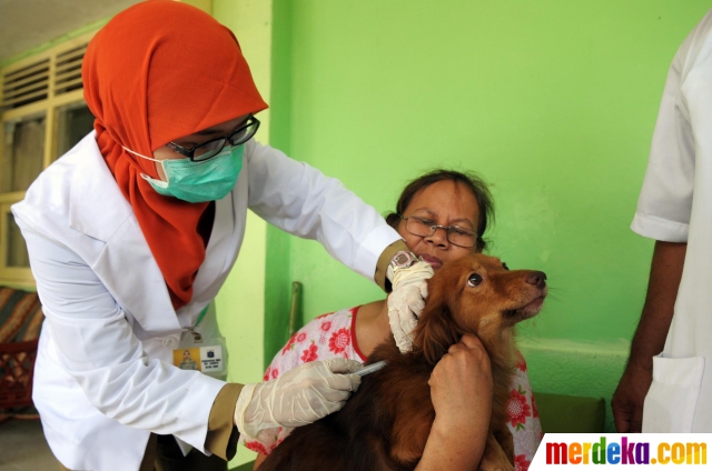 Foto : Cegah rabies, ratusan anjing di Jakarta diberi 