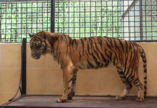 Mengenang Melani, harimau mati setelah diselamatkan dari KBS