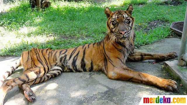 Download 85 Koleksi Gambar Harimau Mati Paling Baru Gratis HD