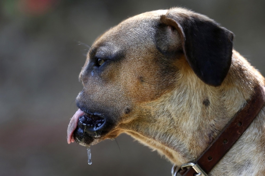 Duka anjing Fresa, kehilangan moncong setelah dipenggal pemilik