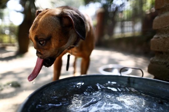 Duka anjing Fresa, kehilangan moncong setelah dipenggal pemilik