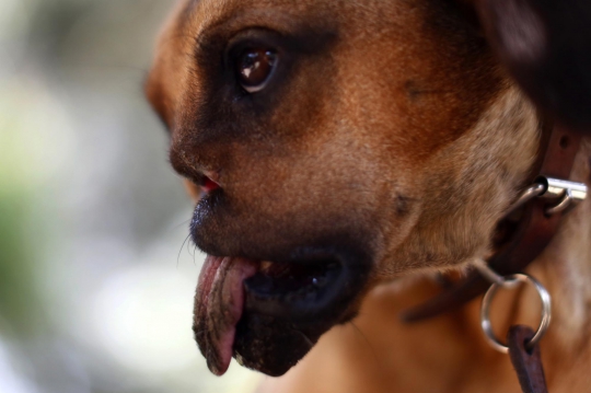 Duka anjing Fresa, kehilangan moncong setelah dipenggal pemilik