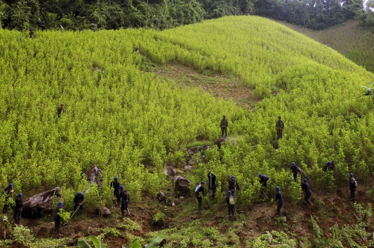 Menyaksikan penghancuran ladang koka di Kolombia