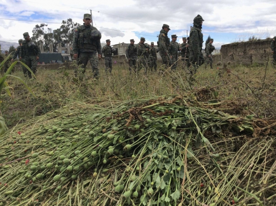 Tentara Ekuador temukan ladang opium di lereng Gunung Tungurahua