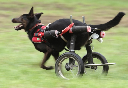 Kisah keakraban anjing dan majikan sama-sama cacat kaki