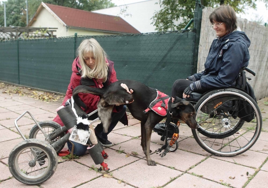 Kisah keakraban anjing dan majikan sama-sama cacat kaki
