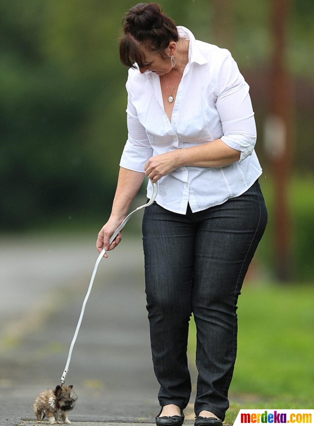 Foto Lucunya Si Mungil Tyson Anjing Terkecil Di Inggris