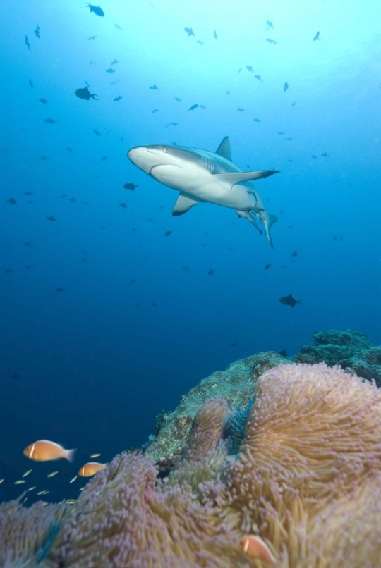 Menyelami keindahan biota laut di Pulau Ulong