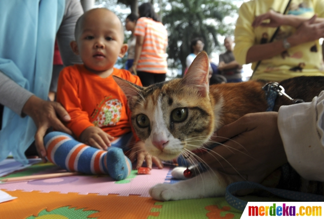 Foto : Melihat lucunya kucing-kucing jalanan di Cats on 