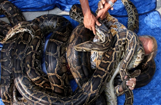 Pria ini pecahkan rekor ditindih ular boa & piton seberat 500 Kg