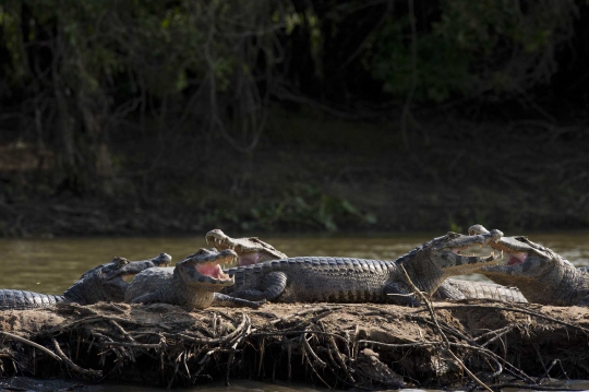 Mengintip kehidupan liar kawanan buaya di Sungai Paraguay