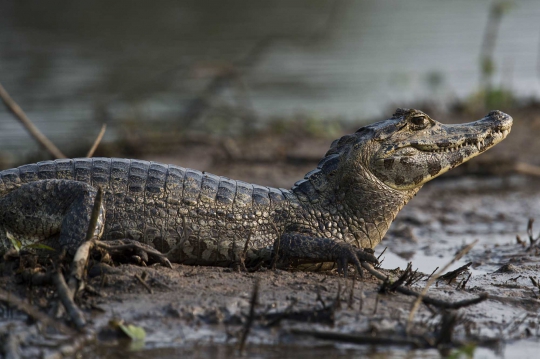 Mengintip kehidupan liar kawanan buaya di Sungai Paraguay