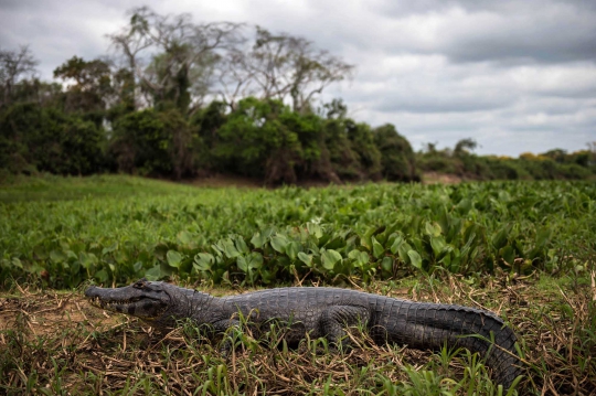 Mengintip kehidupan liar kawanan buaya di Sungai Paraguay