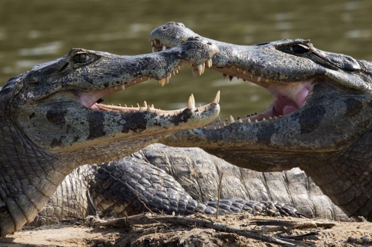 Mengintip kehidupan liar kawanan buaya di Sungai Paraguay