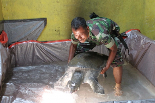 Ini wujud bulus raksasa yang hebohkan warga Magelang