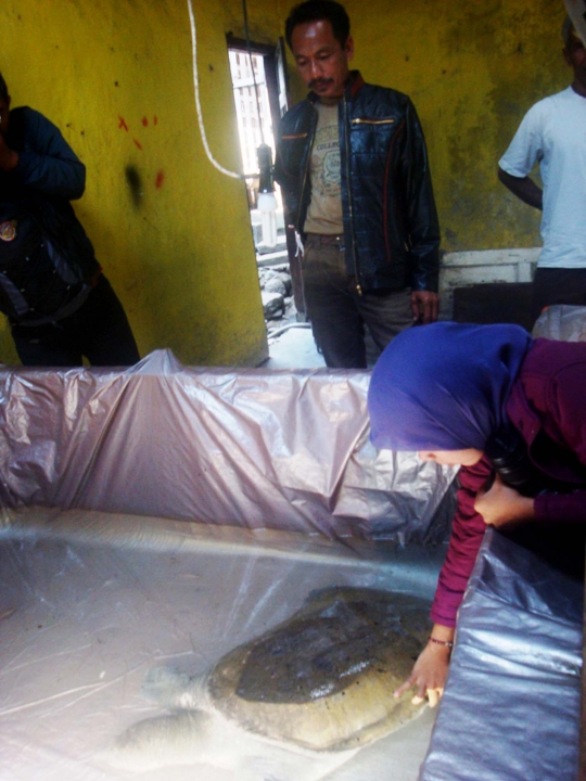 Ini wujud bulus raksasa yang hebohkan warga Magelang