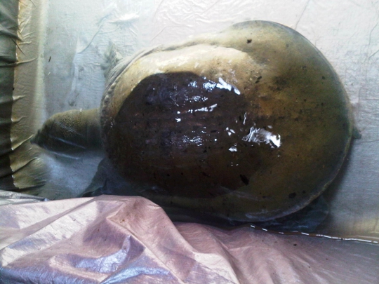 Ini wujud bulus raksasa yang hebohkan warga Magelang