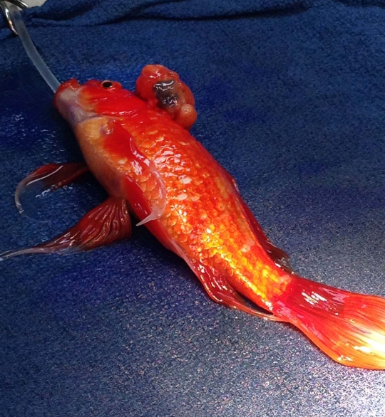 Mengintip operasi tumor otak seekor ikan mas di Australia