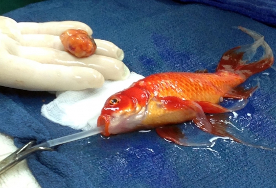 Mengintip operasi tumor otak seekor ikan mas di Australia