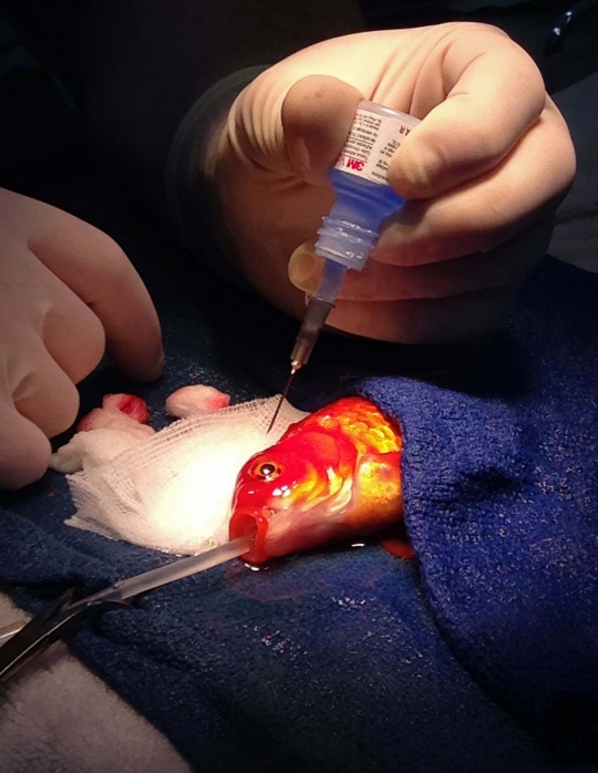 Mengintip operasi tumor otak seekor ikan mas di Australia