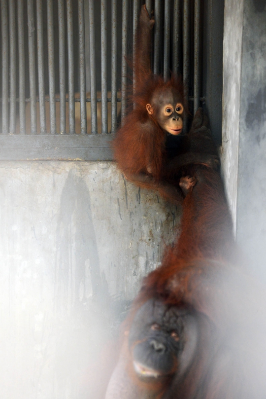 Lucunya Nur, bayi orangutan di Taman Margasatwa Ragunan