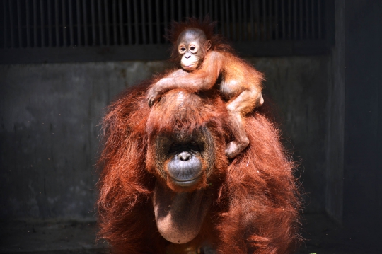 Lucunya Nur, bayi orangutan di Taman Margasatwa Ragunan