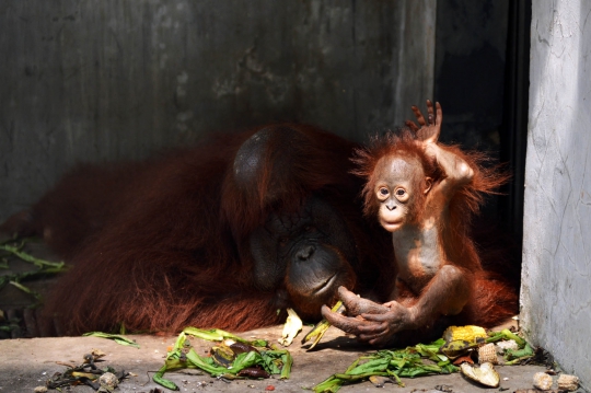 Lucunya Nur, bayi orangutan di Taman Margasatwa Ragunan