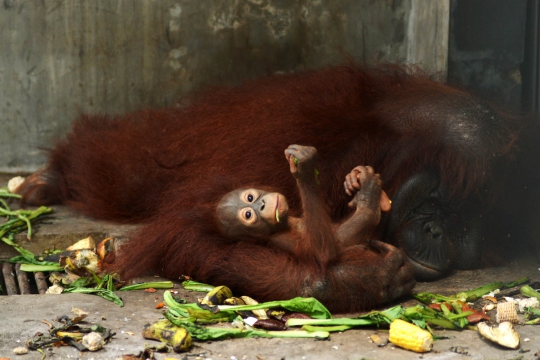 Lucunya Nur, bayi orangutan di Taman Margasatwa Ragunan