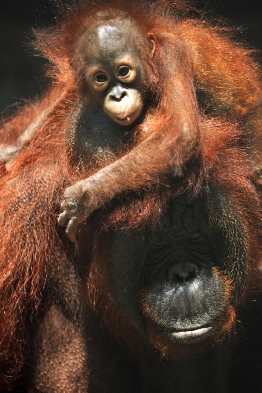 Lucunya Nur, bayi orangutan di Taman Margasatwa Ragunan