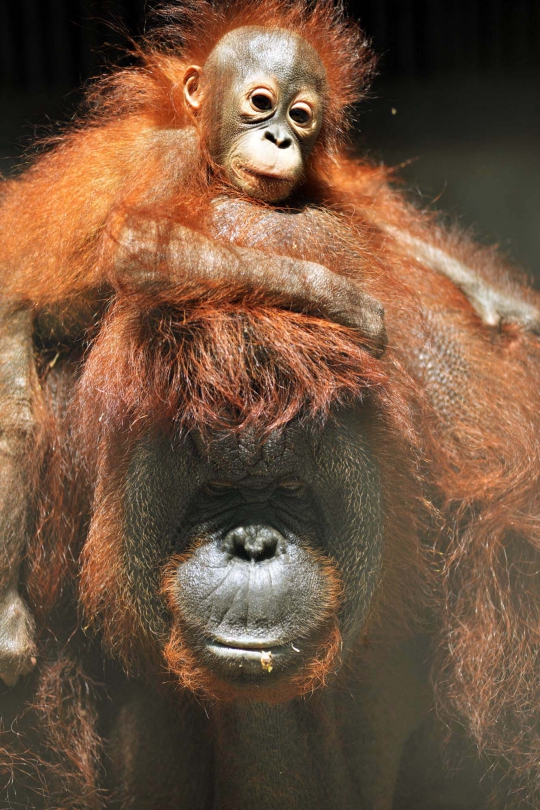 Lucunya Nur, bayi orangutan di Taman Margasatwa Ragunan