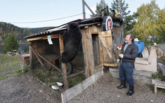 Kisah pria tunawisma di Siberia hidup bersama beruang