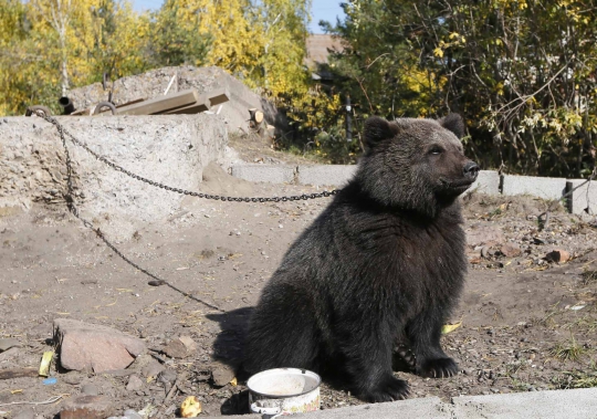 Kisah pria tunawisma di Siberia hidup bersama beruang