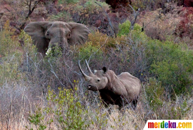 Foto Pertarungan Sengit Gajah Vs Badak Di Belantara Afrika