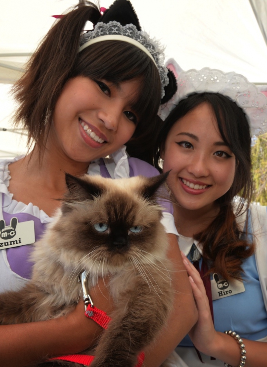 Gaya selebriti kucing di Festival Film Feline Los Angeles