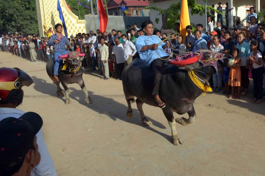 Serunya pertandingan balap kerbau dalam Festival Pchum Ben