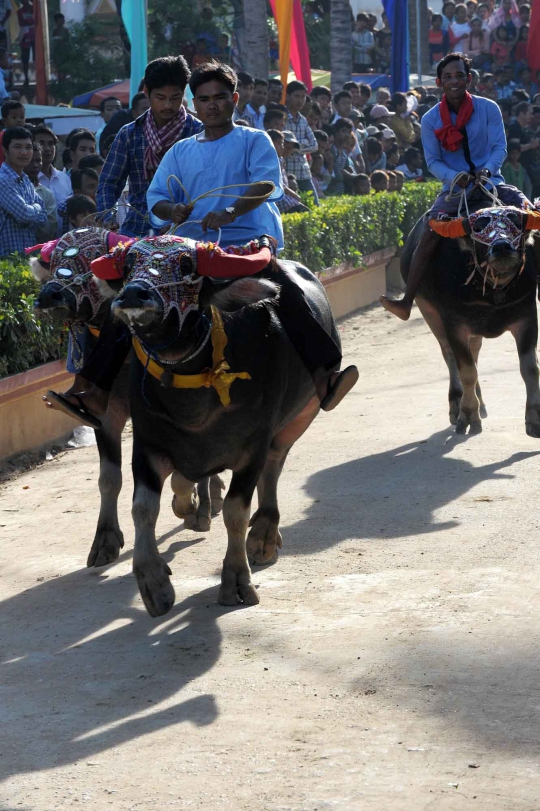 Serunya pertandingan balap kerbau dalam Festival Pchum Ben